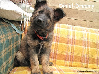 Dini♪7l-Dreamy, ODH pup van 7 weken